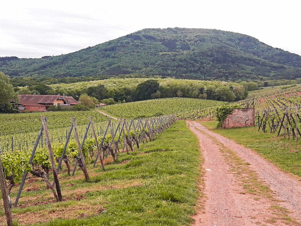 Route des vins